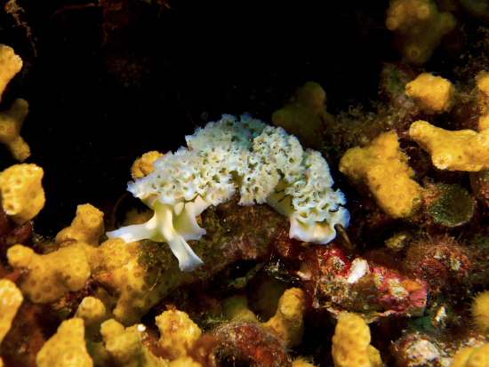  Elysia crispata (Florida Sea Slug, Lettuce Slug)